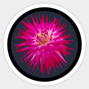 Spiky Dark Pink Cactus Dahlia Flower Circle Frame Sticker